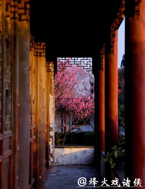 太湖梅景上线！东山、光福迎来最佳观赏期